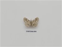 藏品(尺蛾203)的圖片